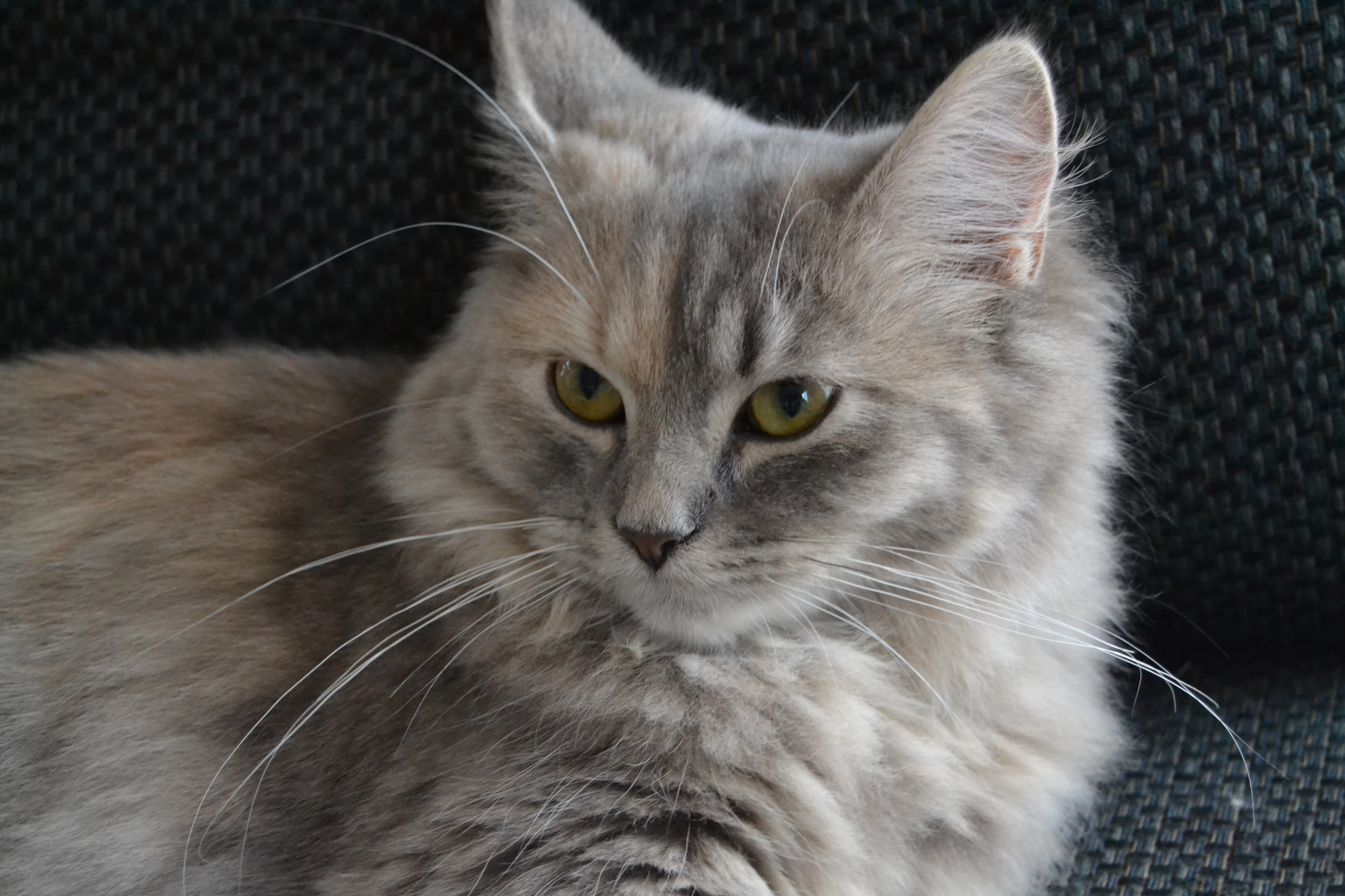 Uzuri von Germangora