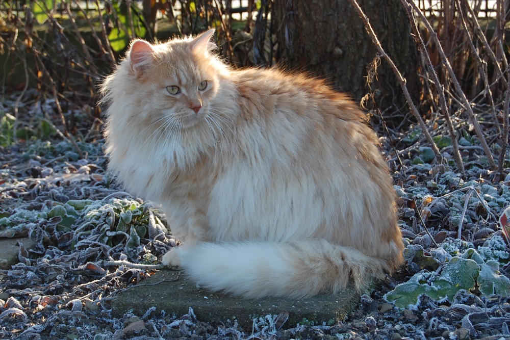 Barbarossa von Germangora