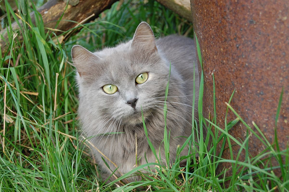 Donna von Germangora