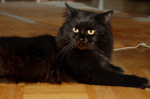 Haldor von Germangora