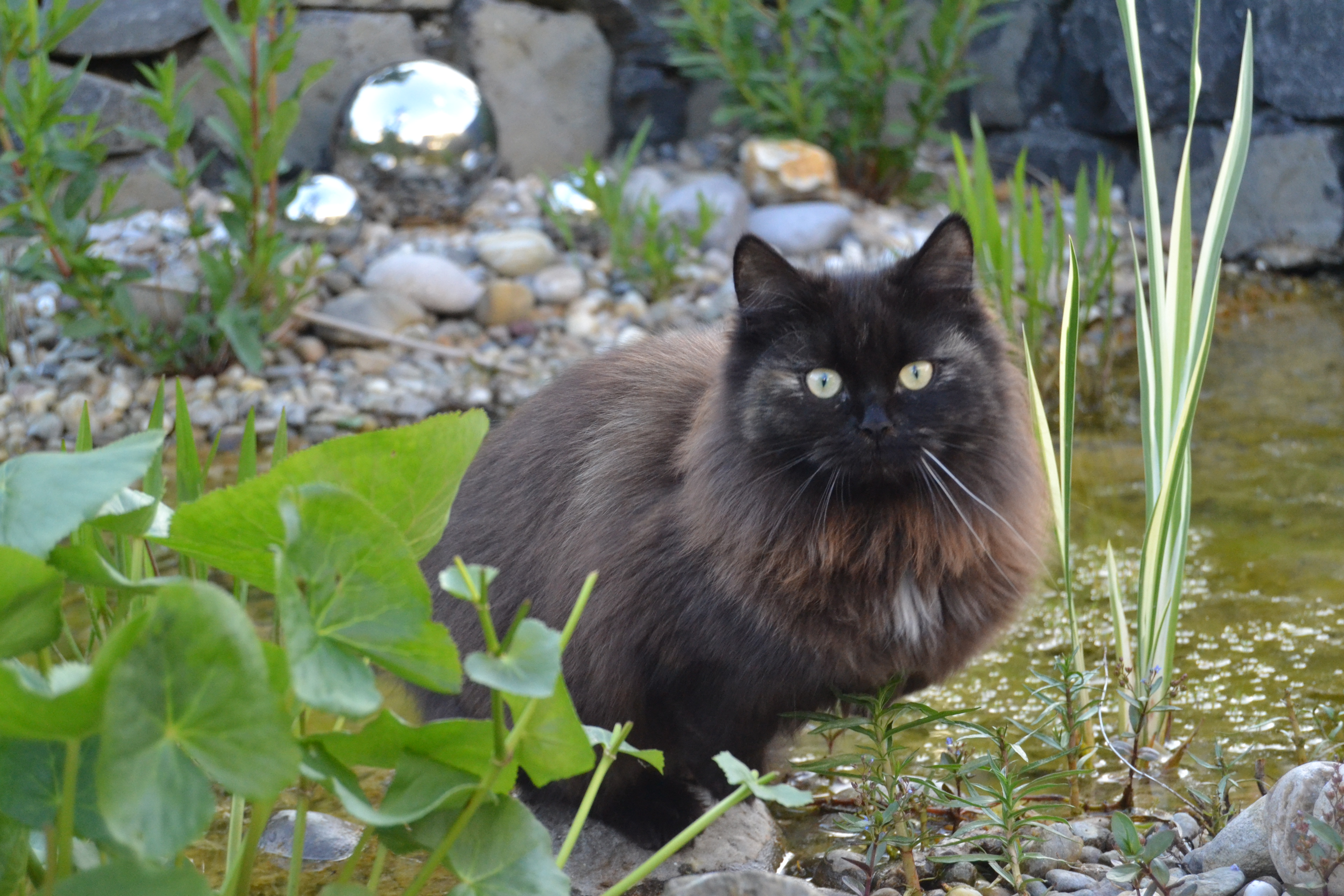 Minerva vom Tränkbach