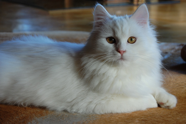 Nanook von Germangora