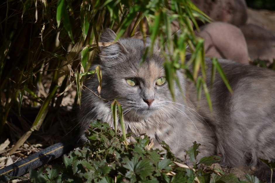 Ophelia von Germangora