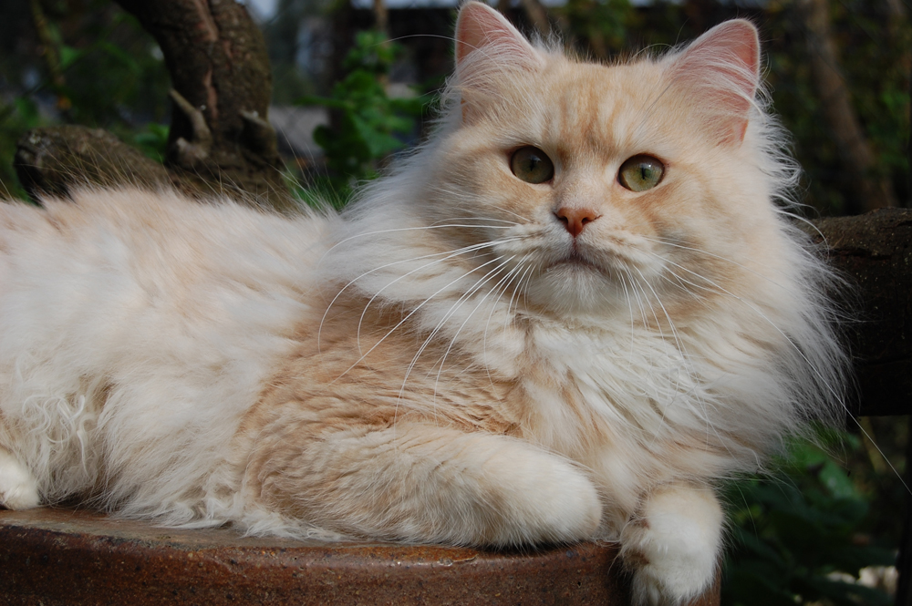 Ravell von Germangora