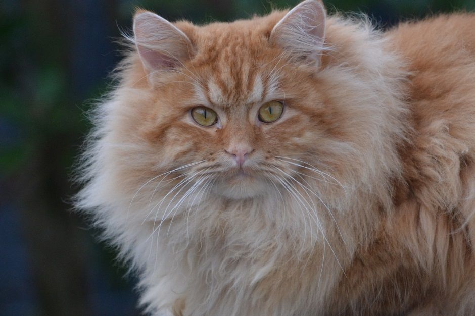 Seras von Germangora