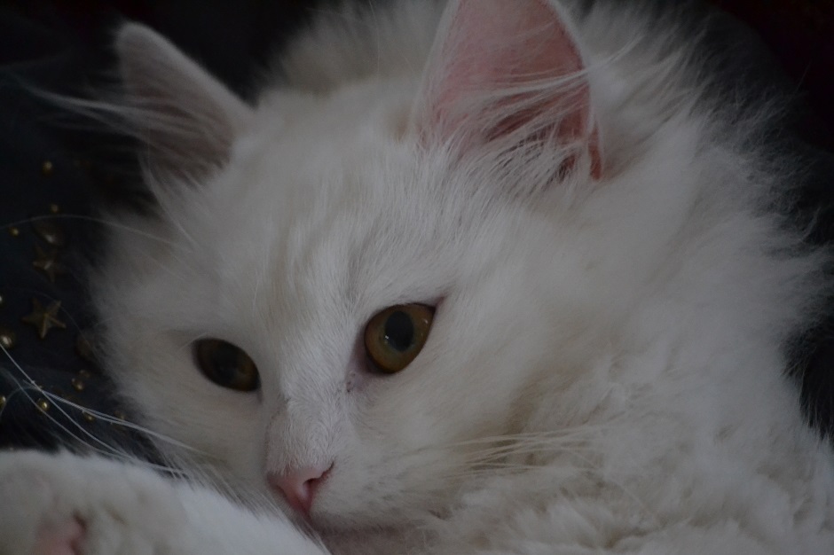 Uranus von Germangora