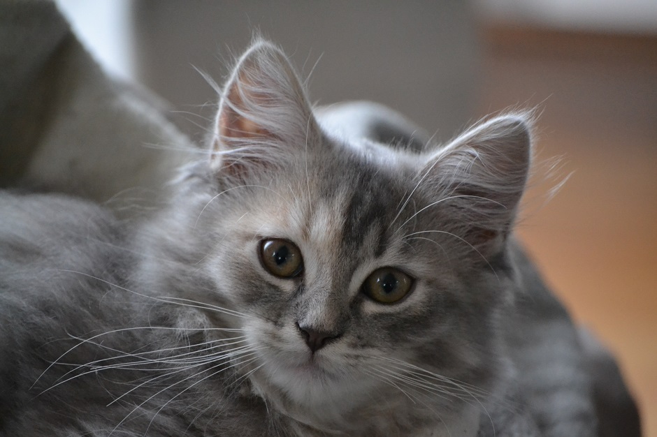 Uzuri von Germangora